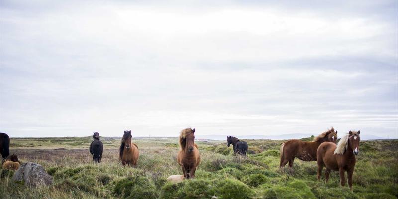 书签收藏与网址导航:打造你的个人数字资源管理中心