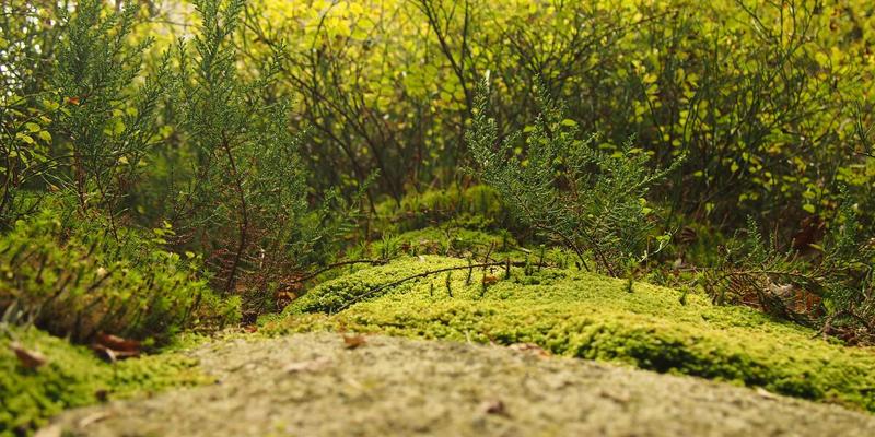 书签收藏的历史演变：从纸质书签到数字收藏夹，探索高效资源导航与管理之道