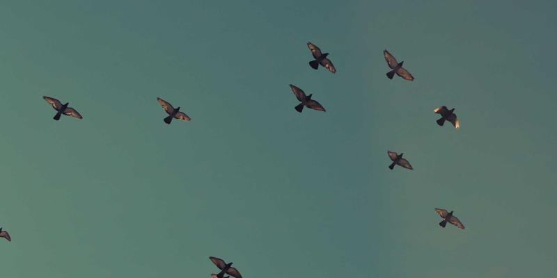 从个人收藏到团队智慧：如何通过社交化书签管理建立高效资源池