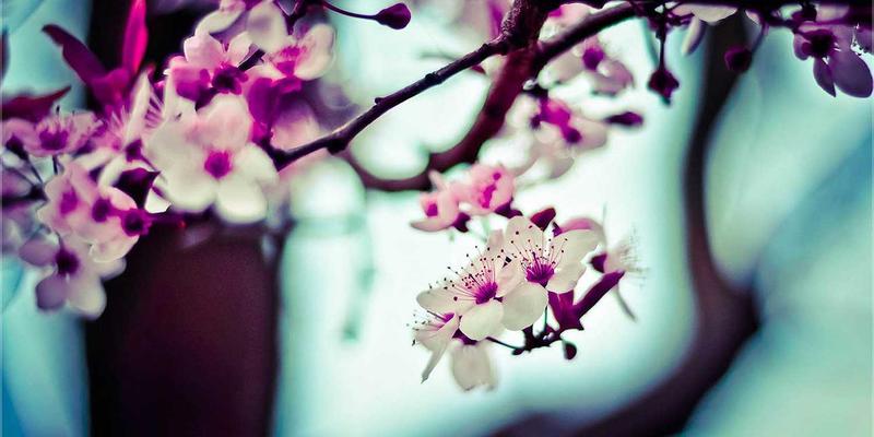 视觉化书签管理：利用看板与思维导图重构你的网址导航与网络资源收藏